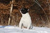 BOULEDOGUE FRANCAIS 962